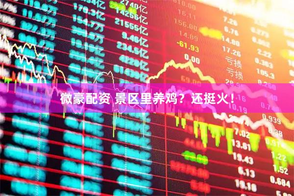 微豪配资 景区里养鸡？还挺火！